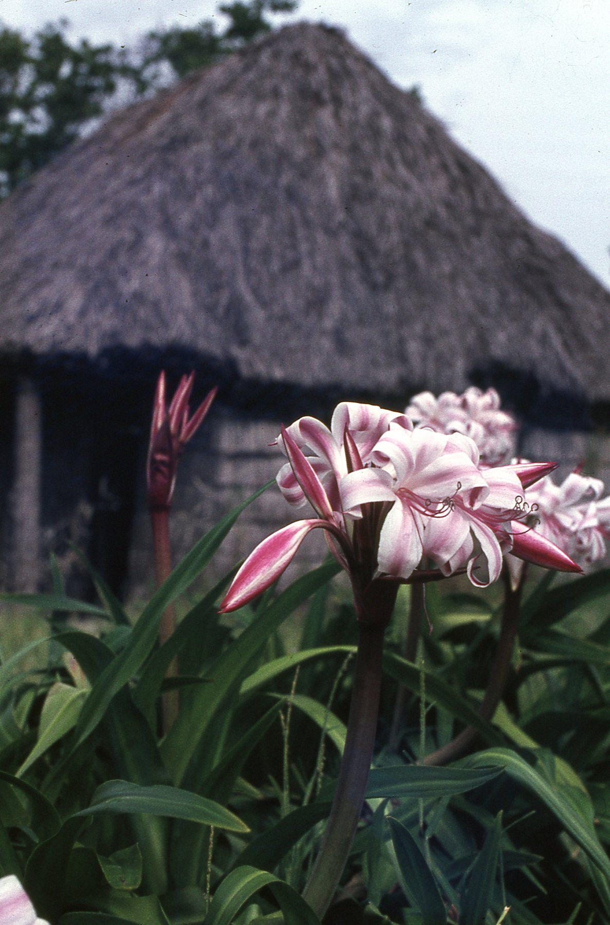 1972 Diego Garcia